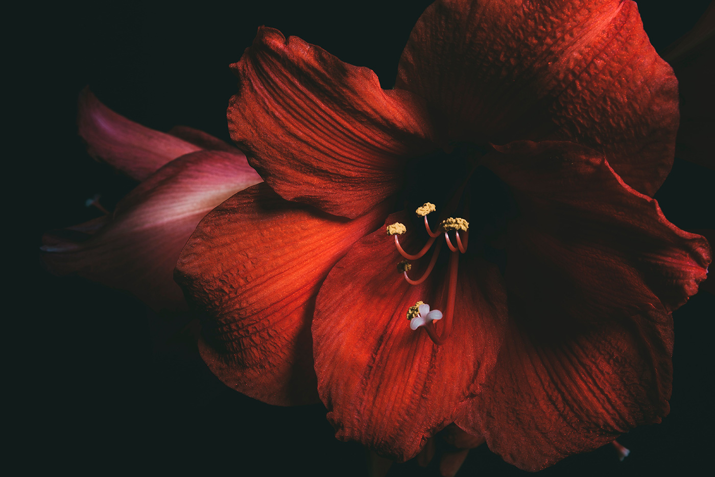 ローキー写真（花）