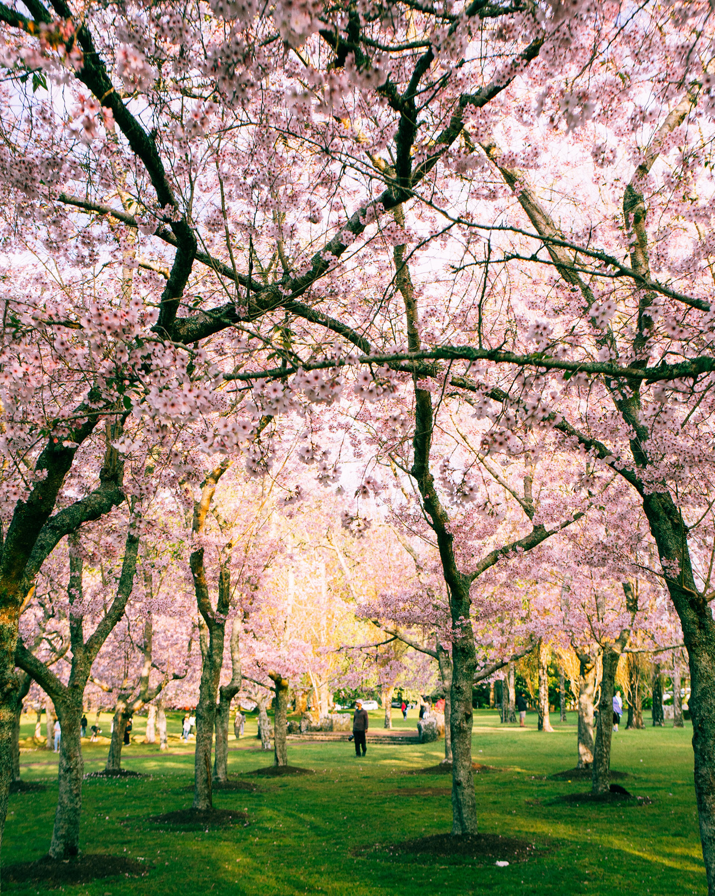 桜（引き）