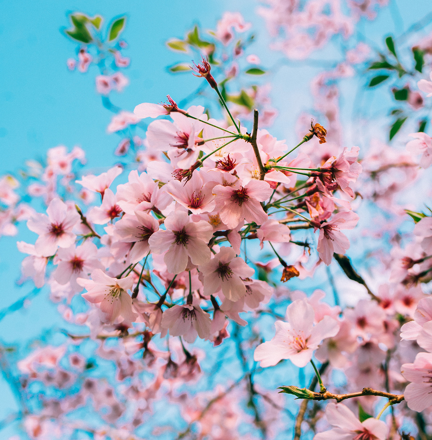 桜（寄り）